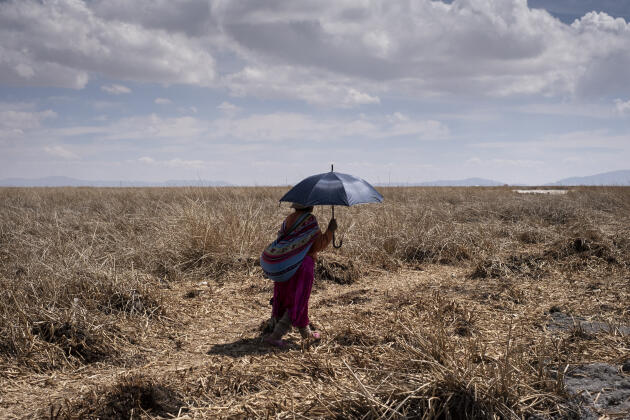 Un campo de totora seca en el camino a Los Uros. Debido a la grave sequía ahora es posible llegar a pie a las islas del archipiélago peruano. Puno (Perú), 14 de octubre de 2023.